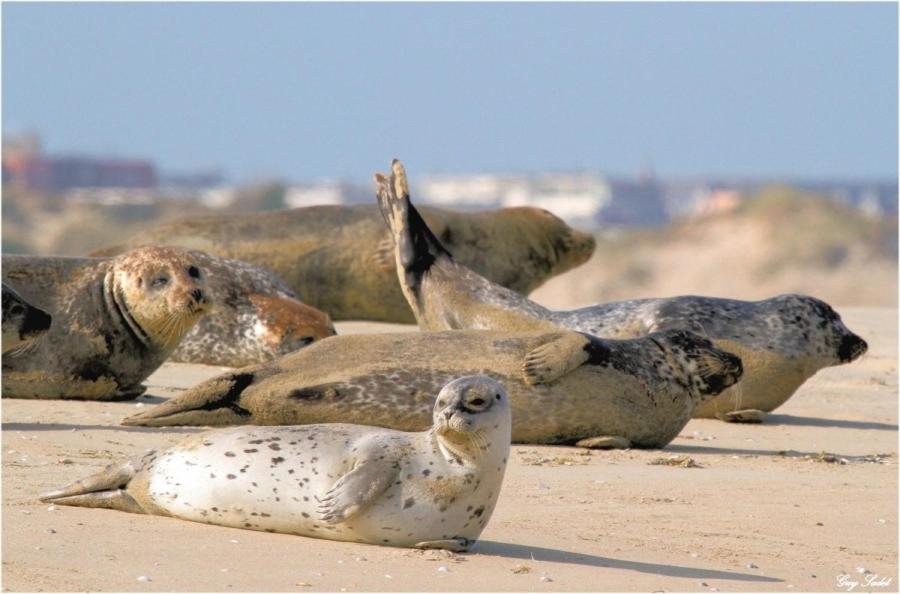 Paddle - Vue Mer - 100M Plage Berck Dış mekan fotoğraf